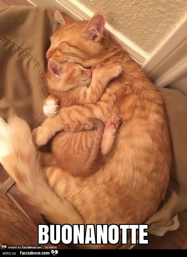 Gatta Abbracciata Al Gattino Buonanotte Facciabuco Com