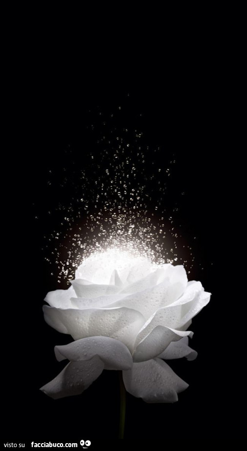 Fiore bianco esplosione di luce