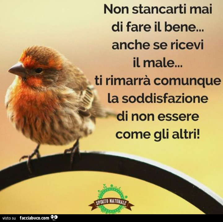 Non stancarti mai di fare il bene anche se ricevi male. Ti rimarrà comunque la soddisfazione di non essere come gli altri