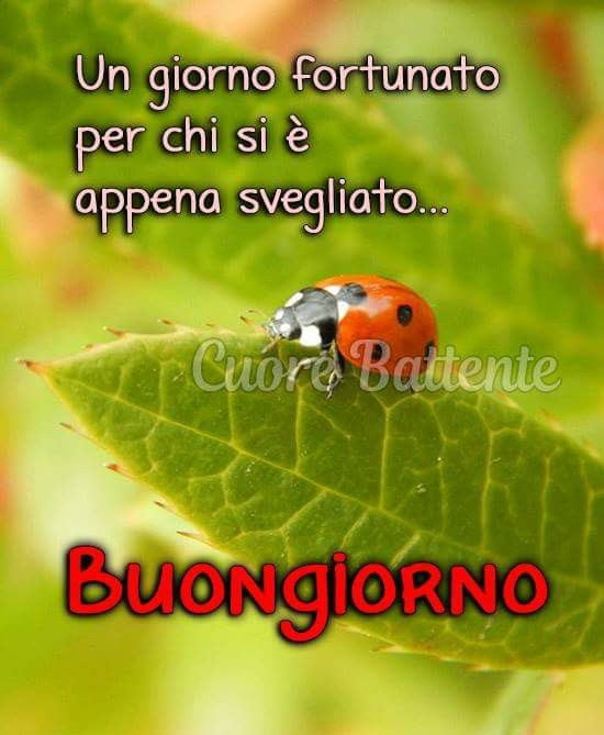 Buongiorno PS la mia coccinella fortunata si e impiccata al