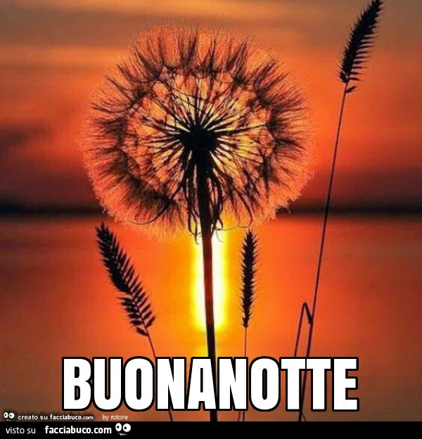 Spighe. Buonanotte
