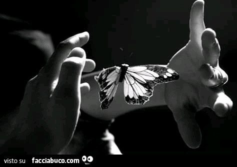 Farfalla tra le mani