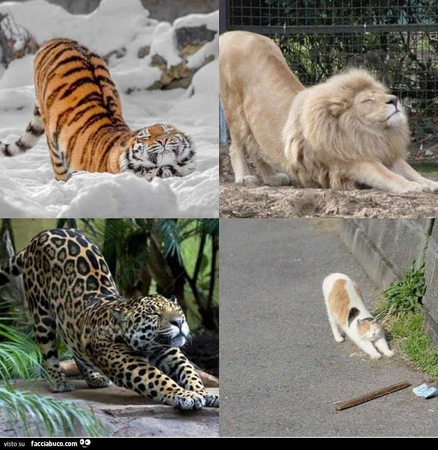 Tigre, leone, ghepardo e gatto si stiracchiano