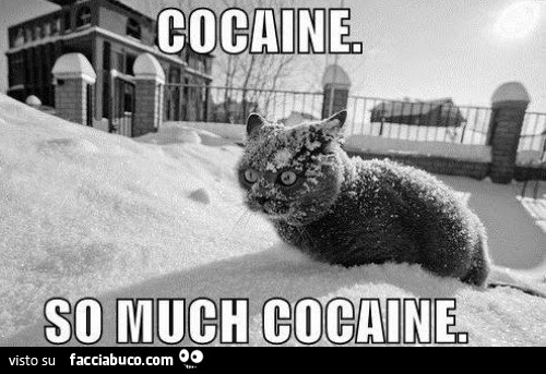 Cocaine. So much cocaine