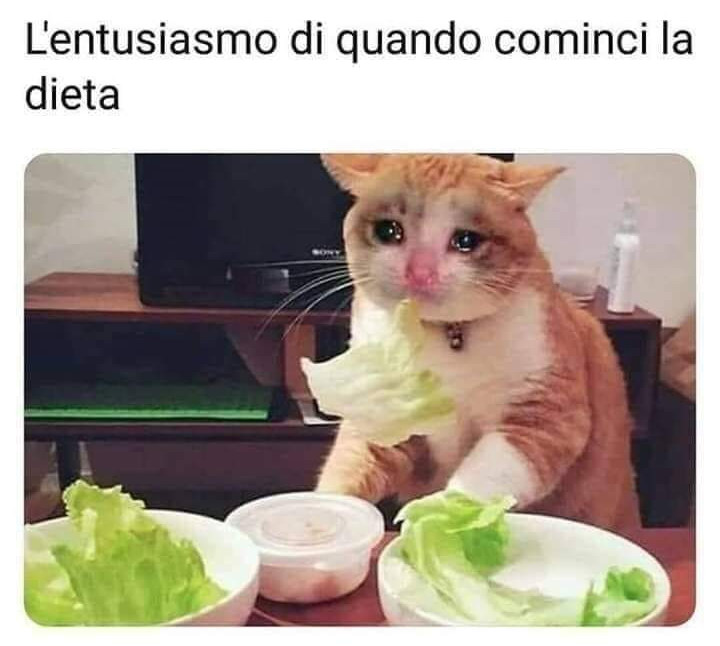 che cavolo meme sul gatto