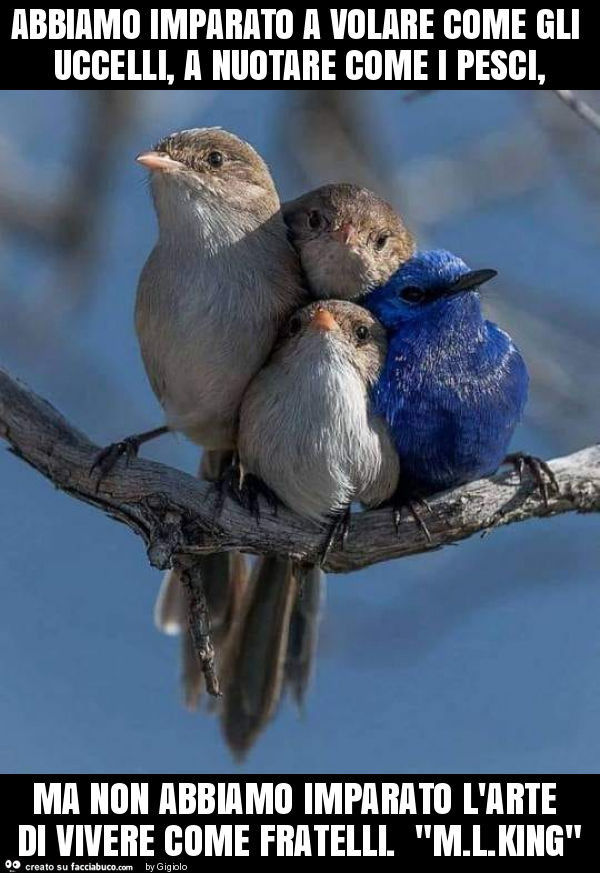 Abbiamo imparato a volare come gli uccelli, a nuotare come i pesci, ma non abbiamo imparato l'arte di vivere come fratelli. "M. L. King"