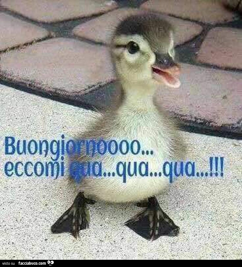 Buongiorno eccomi qua qua qua