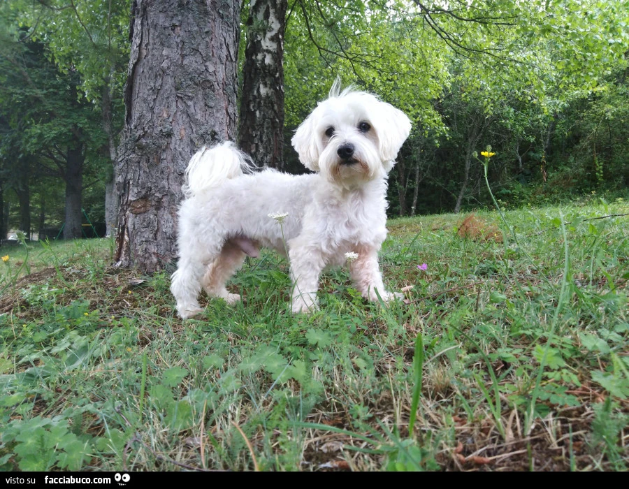 Barboncino bianco