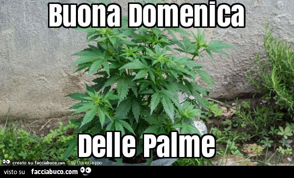 Buona domenica delle palme