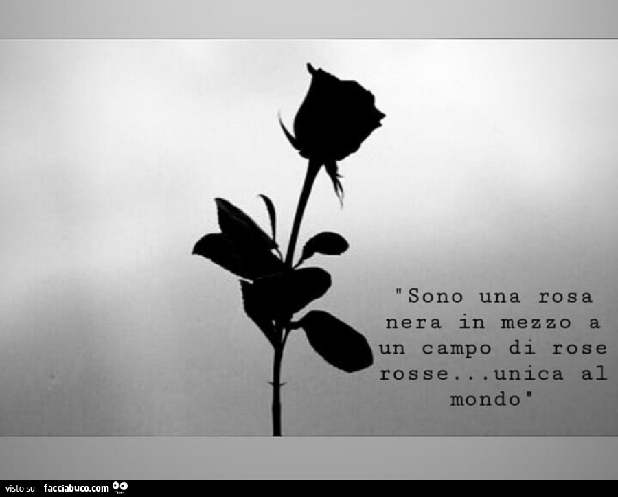 Sono una rosa nera in mezzo a un campo di rose rosse… unica al mondo 
