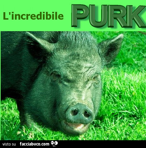 L'incredibile Purk