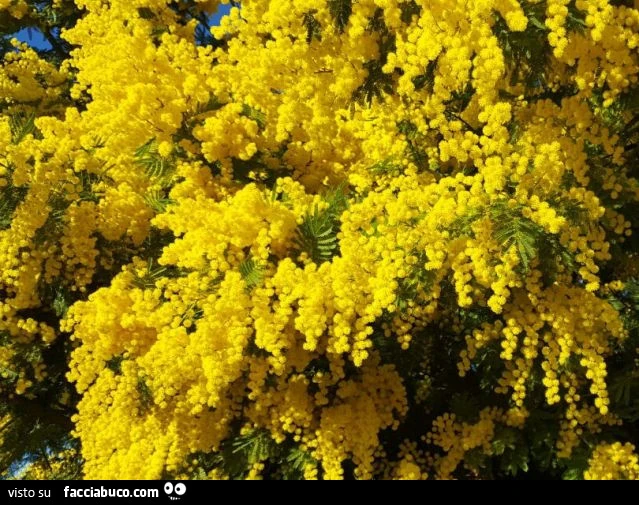 Albero di mimose