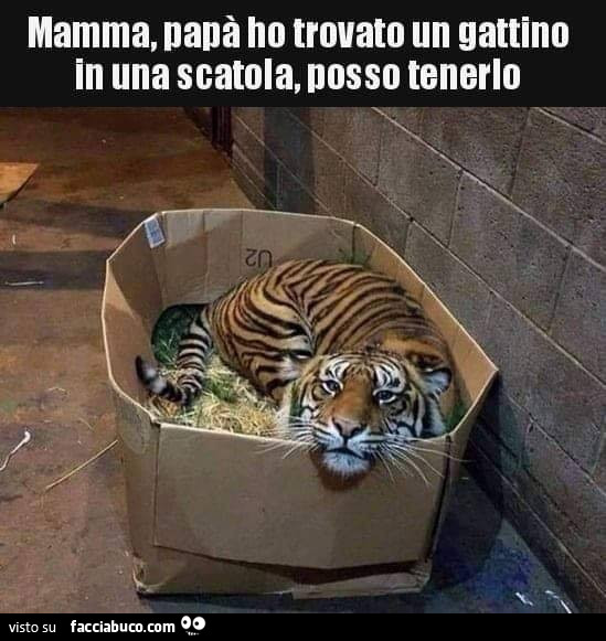 Mamma, papà ho trovato un gattino in una scatola, posso tenerlo