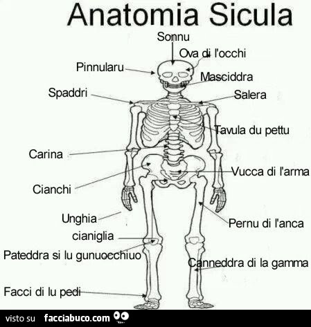 Anatomia Sicula
