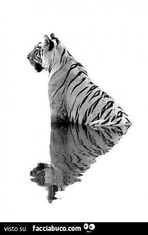 Tigre bianca riflessa