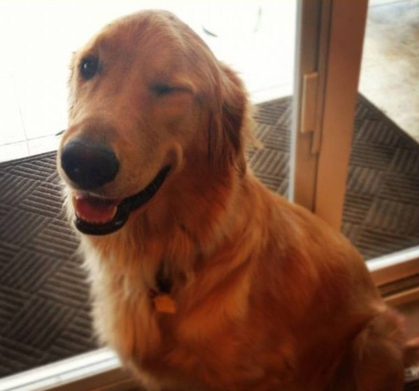Cane che fa occhiolino