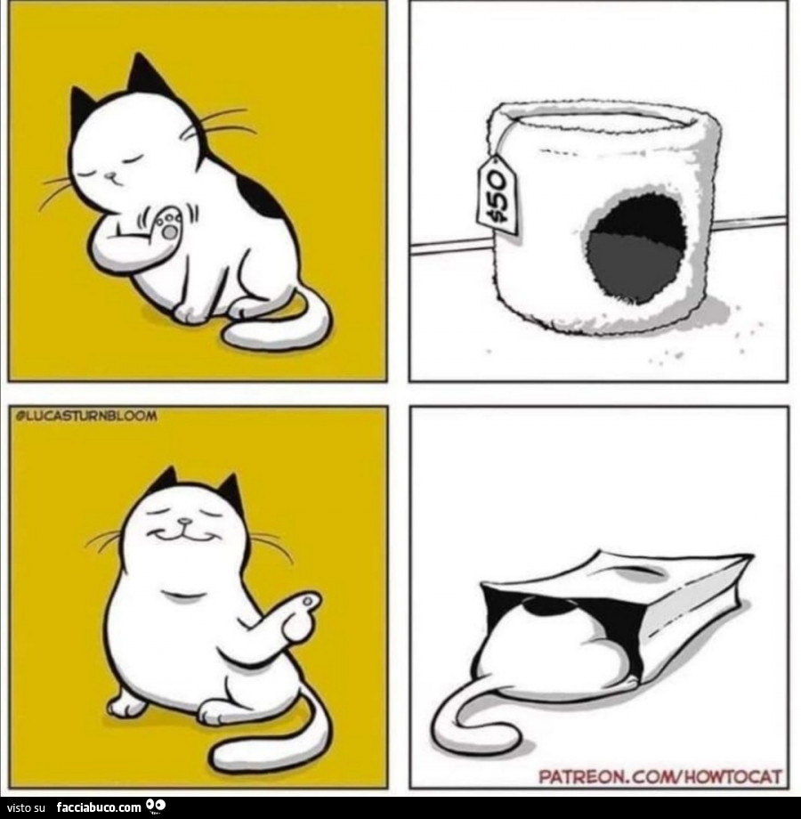 Il gatto non vuole la cuccia costosa, ma il sacchetto di carta