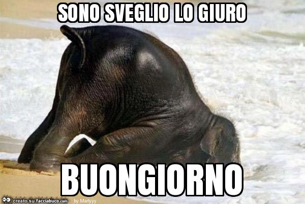 Sono sveglio lo giuro buongiorno