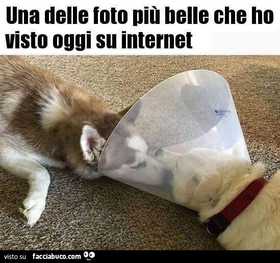 Una delle foto più belle che ho visto oggi su internet