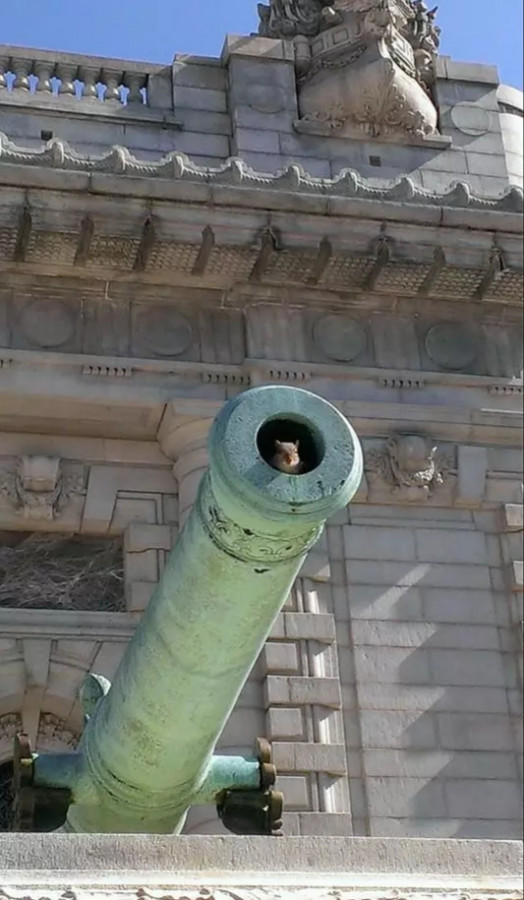 Scoiattolo dentro cannone