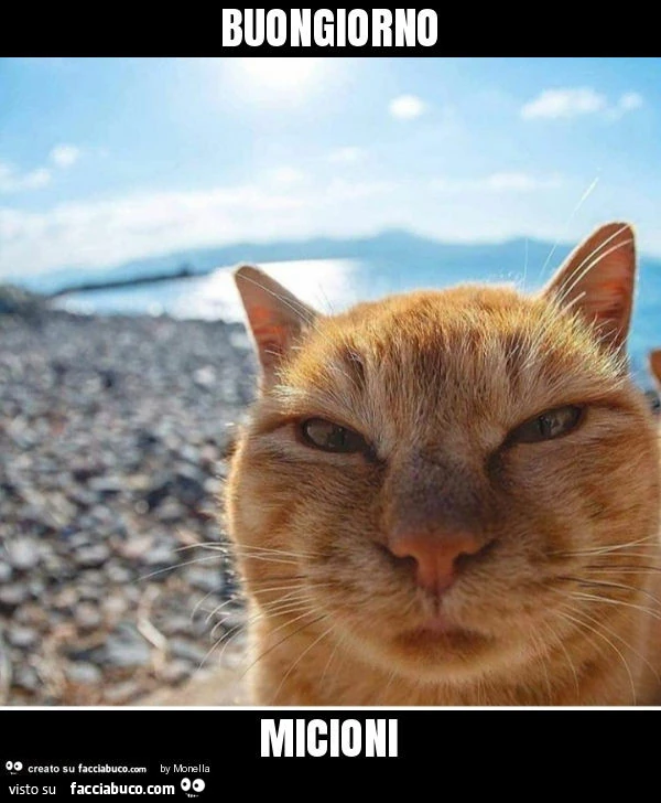 Buongiorno micioni