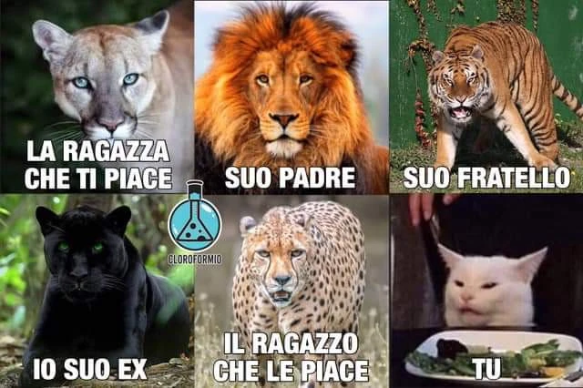 Vaccata