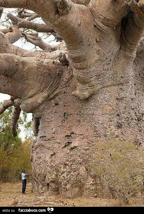 Uno degli alberi più vecchio sulla Terra, un BAOBAB di 6000 anni in Tanzania. L'Adansonia è un genere di piante appartenente alla famiglia delle Bombacaceae, comunemente note come baobab. Il genere comprende otto specie: sette diffuse in Africa e una