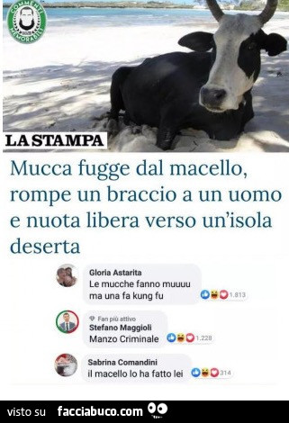 Mucca fugge dal macello, rompe un braccio a un uomo e nuota libera verso un'isola deserta. Le mucche fanno mu ma una fa kung fu. Manzo criminale