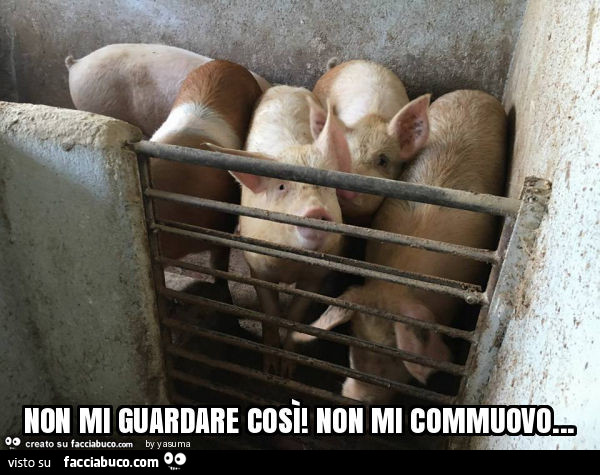 Non mi guardare così! Non mi commuovo