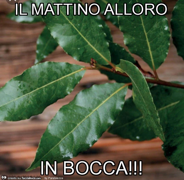 Il mattino alloro in bocca