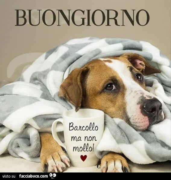 Buongiorno. Cane con tazza barcollo ma non mollo