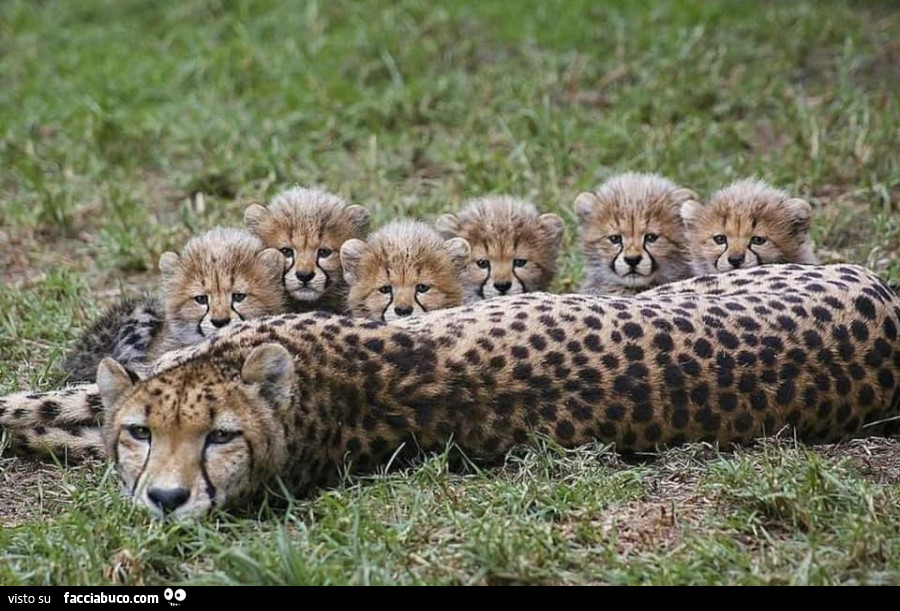 Cuccioli di ghepardo