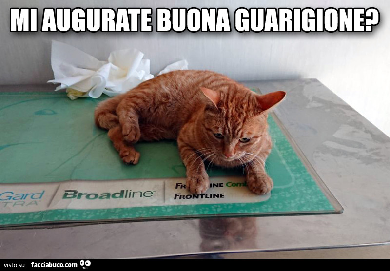 Papuc Mi Augurate Buona Guarigione Facciabuco Com