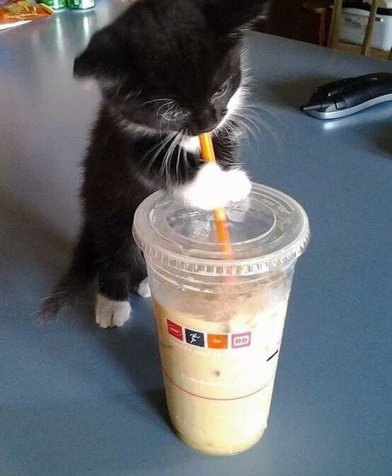Gattino che beve un frullato