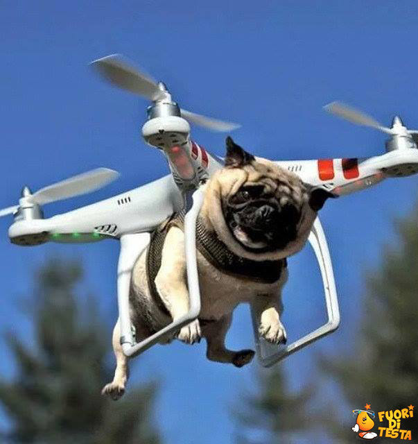 Cani droni