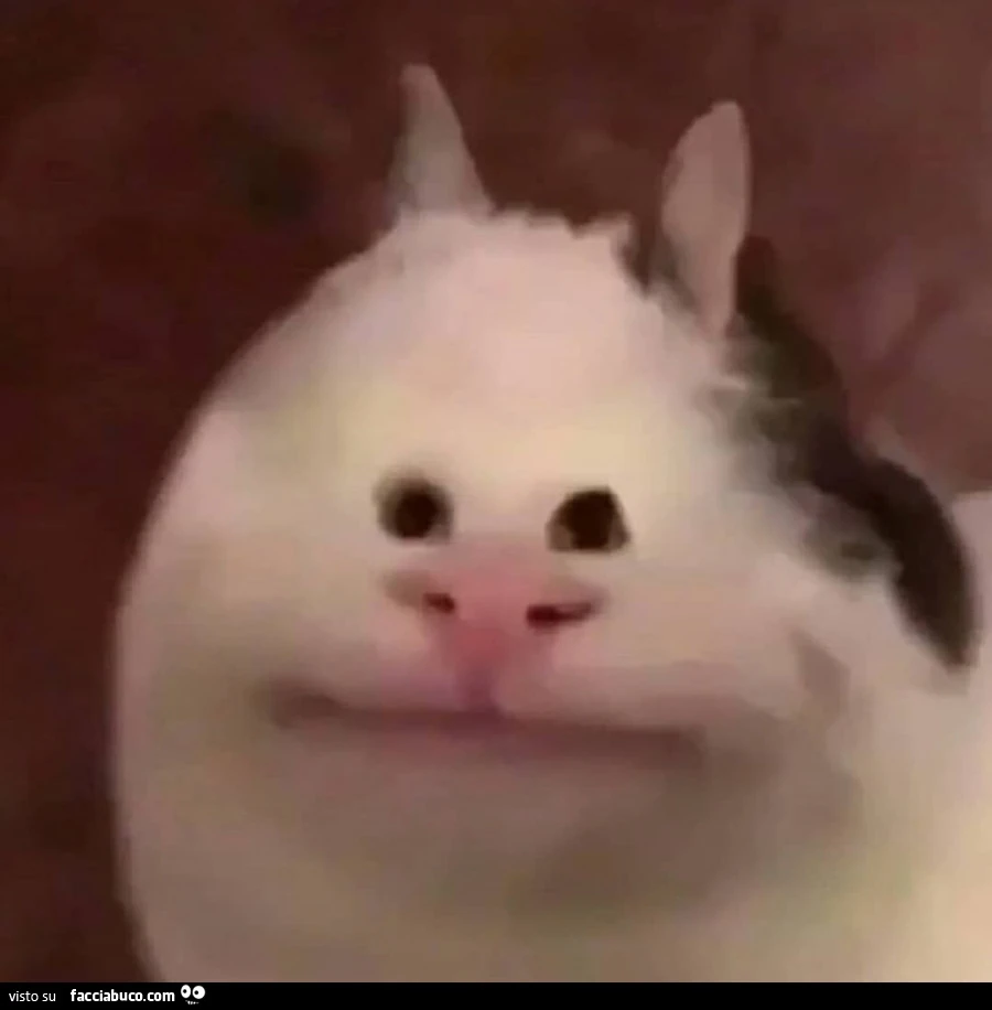 Gatto Sbocco