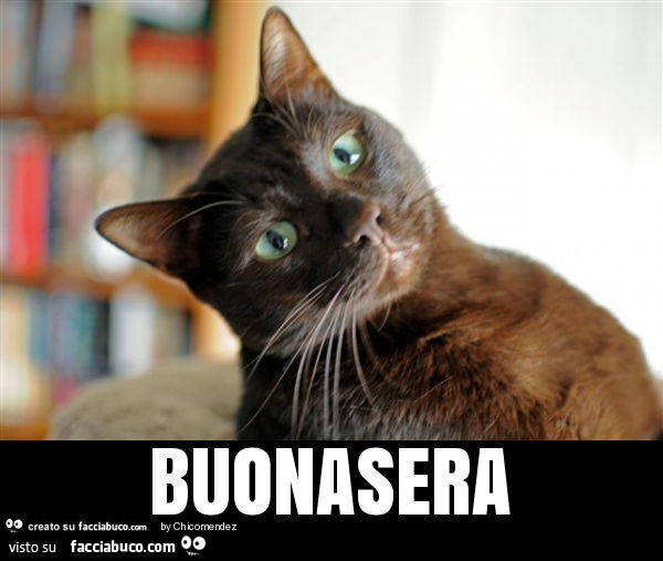 Gatto dubbioso. Buonasera