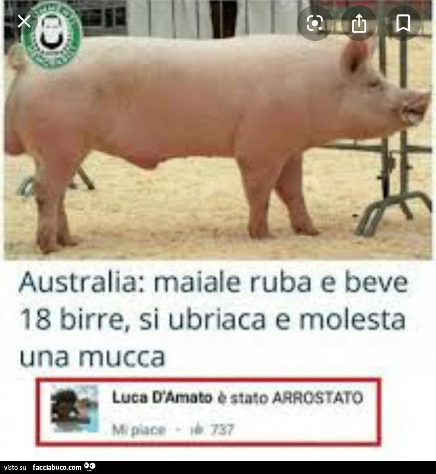 Vaccata