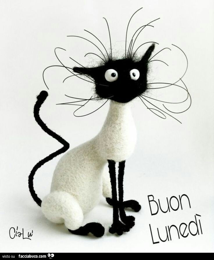 Gatto arruffato. Buon Lunedì