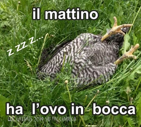 Vaccata