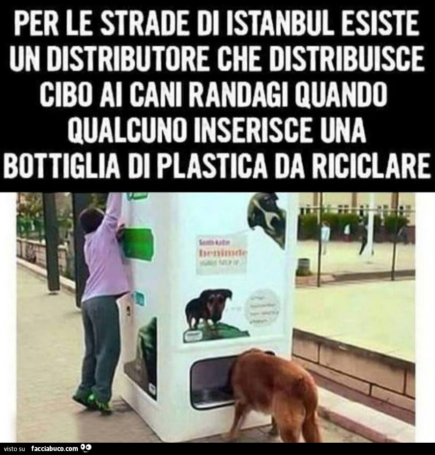 Per le strade di istanbul esiste un distributore che distribuisce cibo ai cani randagi quando qualcuno inserisce una bottiglia di plastica da riciclare