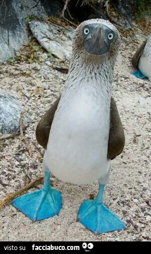 Pinguino dalle zampe azzurre