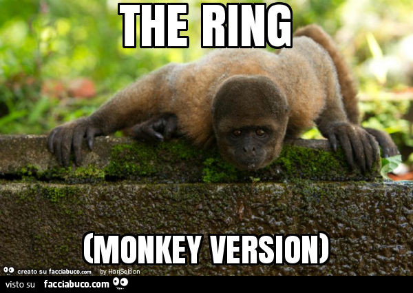 The ring (monkey version)