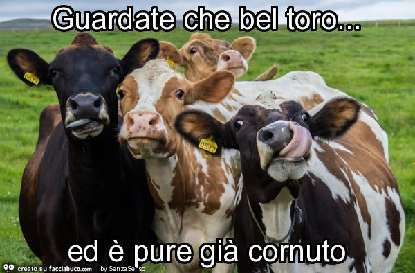 Guardate che bel toro&hellip; ed è pure già cornuto
