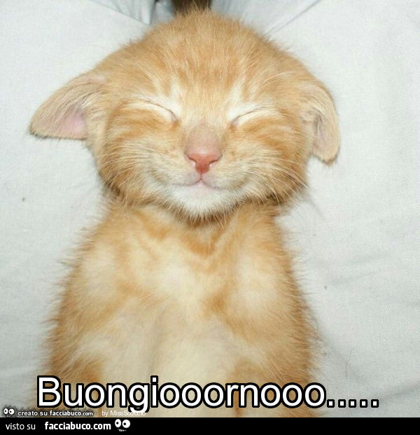 Gattino che ride. Buongiooornooo