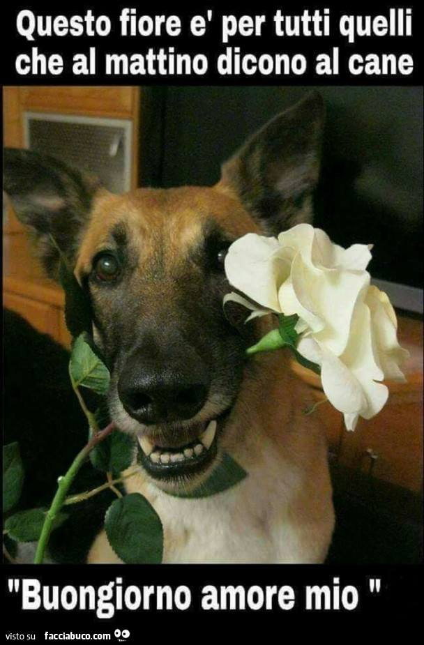 Questo fiore è per tutti quelli che al mattino dicono al cane buongiorno amore mio