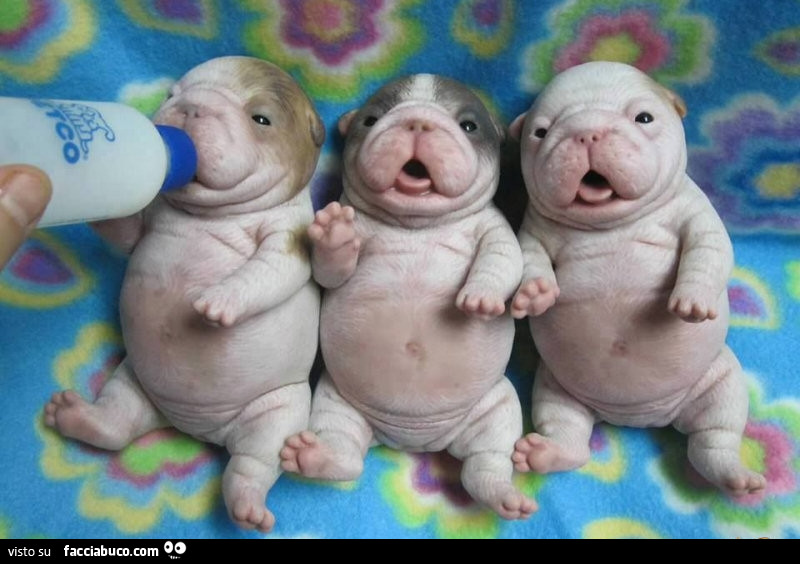 3 cuccioli di cane con biberon
