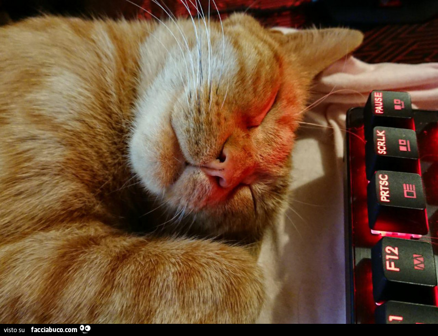 Papuc dorme davanti la tastiera del computer